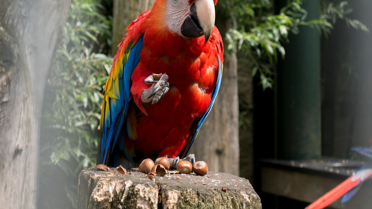 Which Lug Nuts Are Right For You?